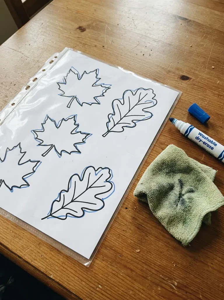 Dry-Erase Leaf Tracing